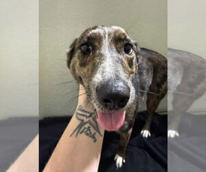 Australian Shepherd-Unknown Mix Dogs for adoption in Pierceton , IN, USA