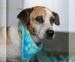 Basset Hound-Unknown Mix Dogs for adoption in San Antonio, TX, USA