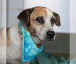 SIDNEY - Female Basset Hound-Unknown Mix Dog for Adoption - Small photo