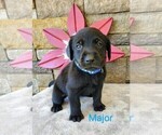 Puppy Major Eng AKC Labrador Retriever