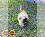 Small Photo #2 Shih Tzu Puppy For Sale in ATHENS, GA, USA