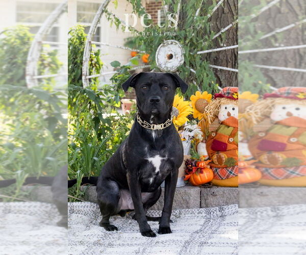Medium Photo #6 Labrador Retriever Puppy For Sale in Foristell, MO, USA