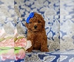 Small Poodle (Miniature)