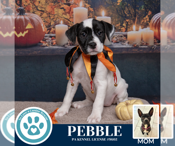 Medium Photo #2 American Pit Bull Terrier-Labrador Retriever Mix Puppy For Sale in Kimberton, PA, USA