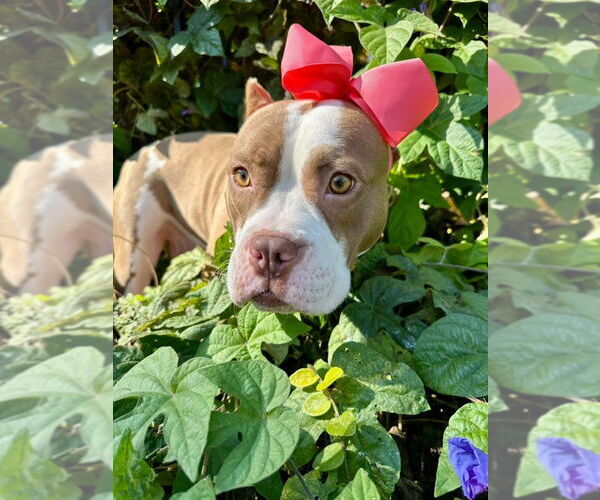 Medium Photo #6 American Pit Bull Terrier-Unknown Mix Puppy For Sale in Redlands, CA, USA