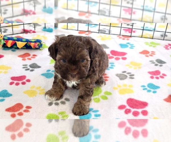 Medium Photo #13 ShihPoo Puppy For Sale in ORO VALLEY, AZ, USA
