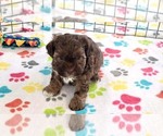 Small #12 ShihPoo