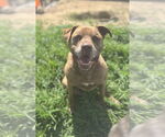 Small #2 Labrador Retriever-Staffordshire Bull Terrier Mix