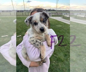Texas Heeler Dog for Adoption in OSCEOLA, Iowa USA