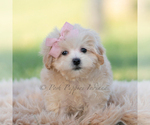 Small #4 Maltipoo (Miniature)