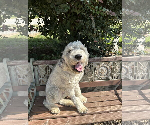 Medium Photo #3 Poodle (Standard) Puppy For Sale in Pacolet, SC, USA