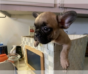 French Bulldog Puppy for sale in DURANTS NECK, NC, USA