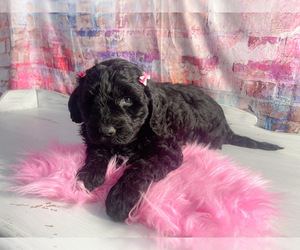 Goldendoodle Puppy for sale in KINSTON, NC, USA