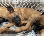 Small Photo #26 Belgian Malinois Puppy For Sale in REESEVILLE, WI, USA