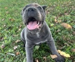 Small #6 Cane Corso