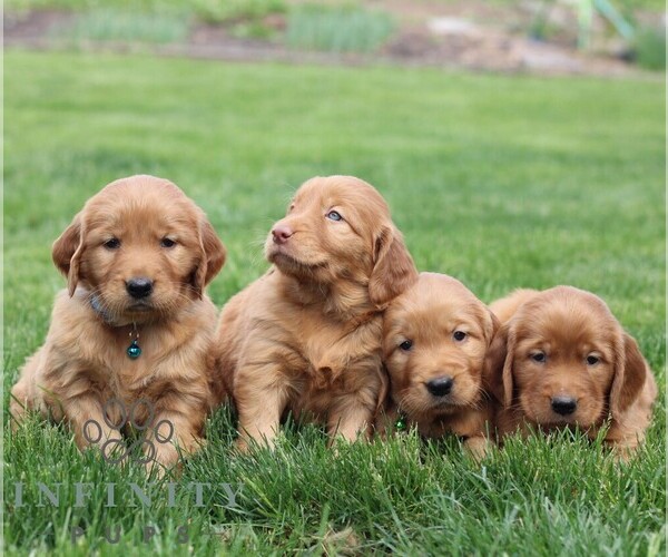 Medium Photo #2 Golden Irish Puppy For Sale in BLAIN, PA, USA