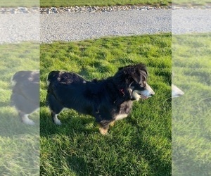 Mother of the Aussiedoodle Miniature  puppies born on 05/05/2025