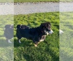 Small Photo #1 Aussiedoodle Miniature  Puppy For Sale in BLOOMFIELD, IN, USA