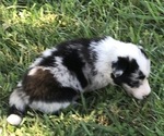 Puppy 3 Border Collie