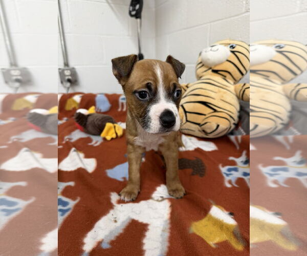 Medium Photo #3 Boxador Puppy For Sale in York, SC, USA