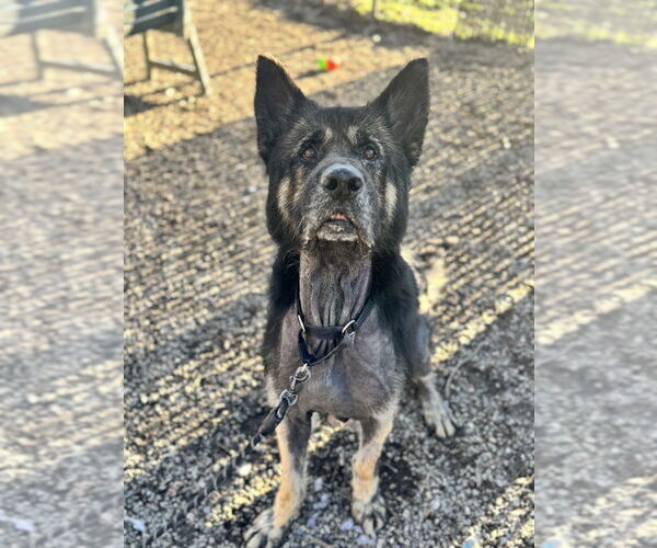 Medium Photo #3 Mutt Puppy For Sale in Elmsford, NY, USA