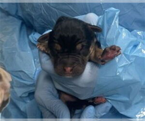 Rottweiler-Unknown Mix Dogs for adoption in San Bernardino, CA, USA