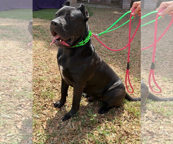 Medium Photo #5 Mutt Puppy For Sale in Goodyear, AZ, USA