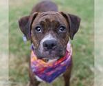 Small American Staffordshire Terrier Mix