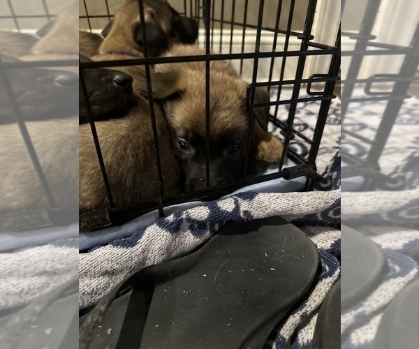 Medium Photo #16 Belgian Malinois Puppy For Sale in ATHENS, AL, USA