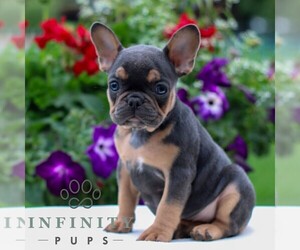 French Bulldog Puppy for sale in LITITZ, PA, USA