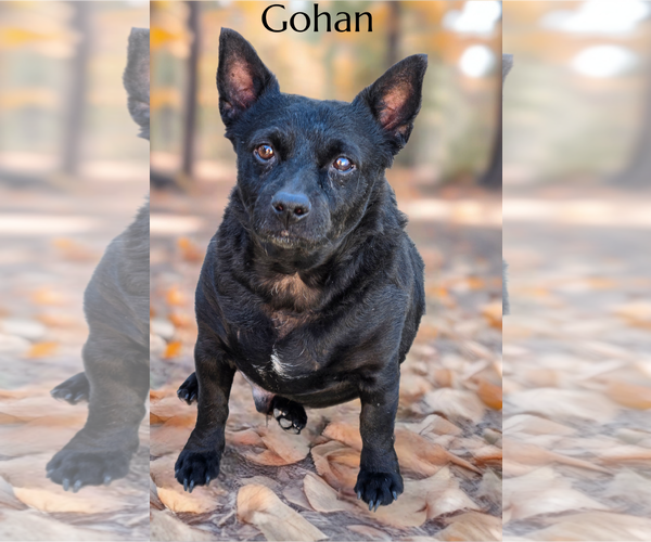 Medium Photo #1 Chihuahua-Unknown Mix Puppy For Sale in Phelan, CA, USA