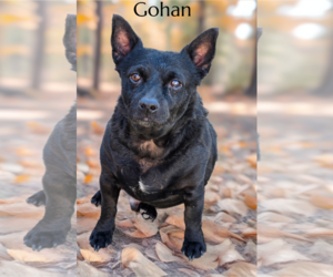 Chihuahua-Unknown Mix Dogs for adoption in Phelan, CA, USA