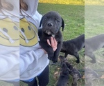 Puppy Puppy 5 Cane Corso