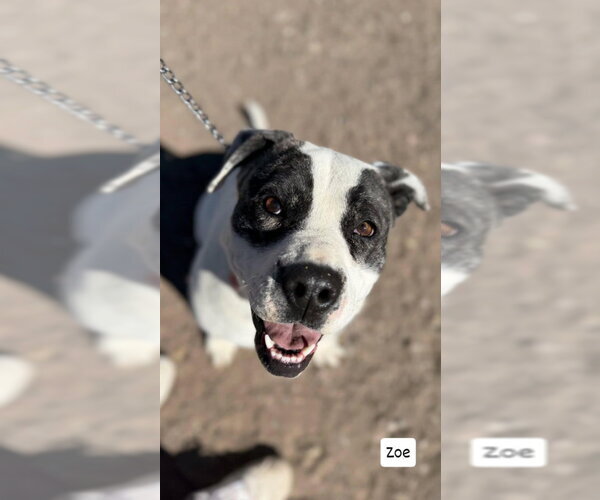 Medium Photo #4 American Pit Bull Terrier-Unknown Mix Puppy For Sale in Monte Vista, CO, USA