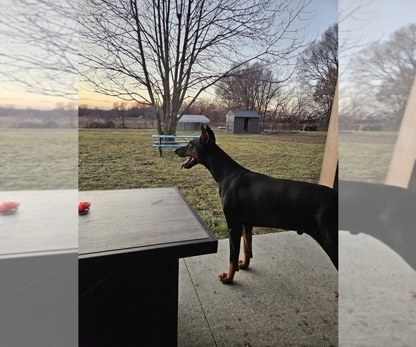 Medium Photo #1 Doberman Pinscher Puppy For Sale in TIPTON, MO, USA