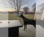 Small Photo #1 Doberman Pinscher Puppy For Sale in TIPTON, MO, USA
