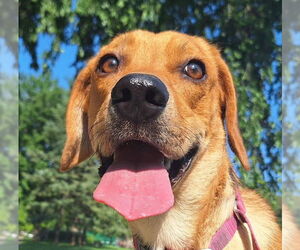 Labrador Retriever-Unknown Mix Dogs for adoption in Crystal , MN, USA