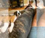 Small #2 Boxer