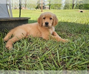 Golden Retriever Puppy for Sale in SALISBURY, North Carolina USA