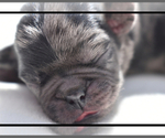 Small #4 Pug