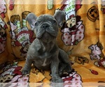 Small French Bulldog
