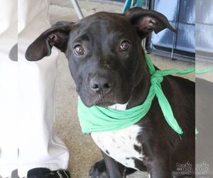 Tina Sue - Female Lab-Pointer Dog for Adoption - Photo #4