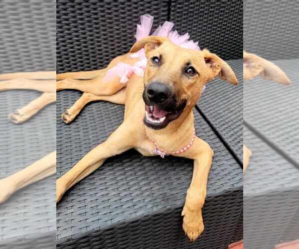 Medium Photo #7 Labrador Retriever-Unknown Mix Puppy For Sale in McDonough, GA, USA