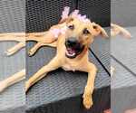 Small #6 Labrador Retriever Mix