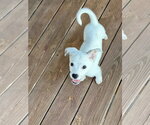 Small #3 Jack Russell Terrier Mix