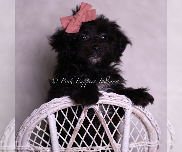 Medium Photo #6 Morkie Puppy For Sale in WARSAW, IN, USA