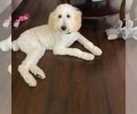 Small Photo #6 Goldendoodle Puppy For Sale in HOPE MILLS, NC, USA