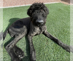 Small #2 Airedoodle-Labrador Retriever Mix