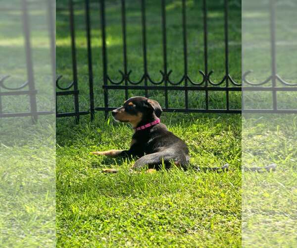 Medium Photo #24 Doberman Pinscher-Unknown Mix Puppy For Sale in Buffalo, MN, USA