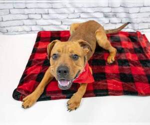 Wilson - Male Bull-Boxer Dog for Adoption - Photo #5